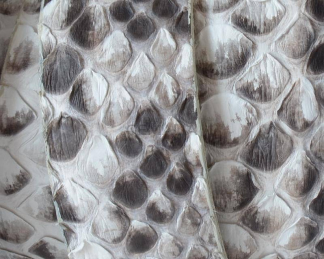 Piel de serpiente Piton. Plano. 25x2,5mm. Blanco-negro.