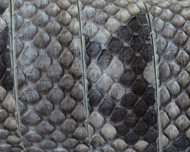 Python skin Leather cord. Flat. 20x2.5mm. White-black. Best Quality.
