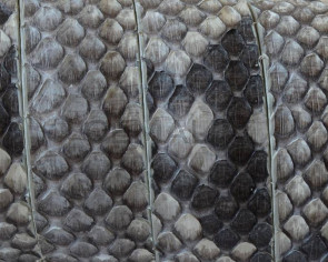 Python skin Leather cord. Flat. 20x2.5mm. White-black. Best Quality.