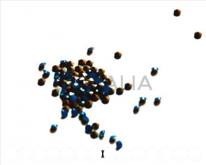 Swarovski. Xilion Rose Chatons 3mm. Carib. b.Opal.